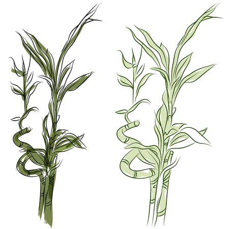 An image of a Japanese lucky bamboo plant.のイラスト素材