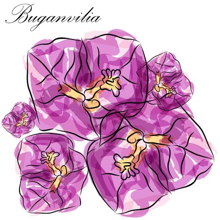 An image of a buganvilia watercolor flower art.のイラスト素材