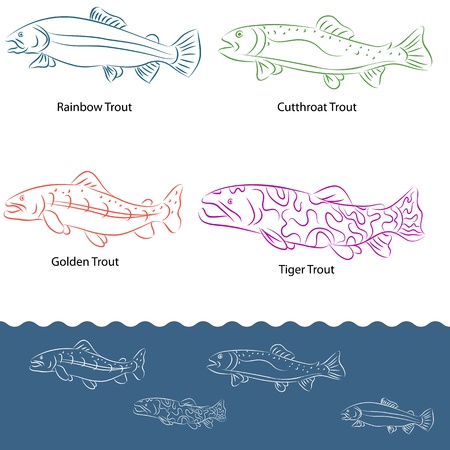 An image of a types of trout.のイラスト素材