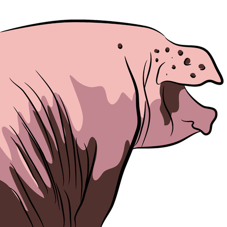 An image of a pig.のイラスト素材