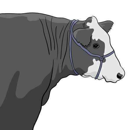 A close up image of a black and white cow.のイラスト素材
