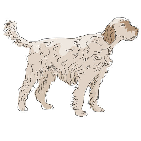 An image of a shaggy haired dog.のイラスト素材