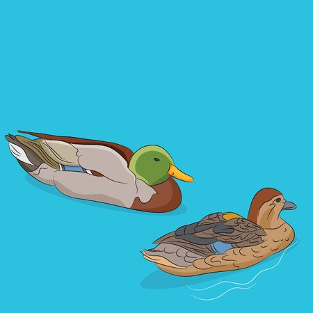 An image of a male and female mallard duck swimming in water.のイラスト素材