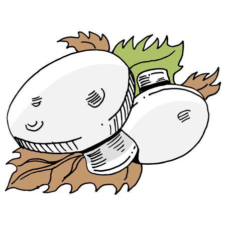 An image of mushrooms and leaves.のイラスト素材