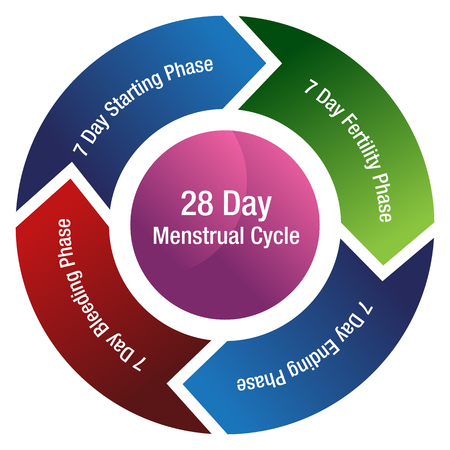 An image of a menstrual cycle chart isolated on white.のイラスト素材