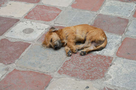 homeless dog sleep on the square tilesの写真素材