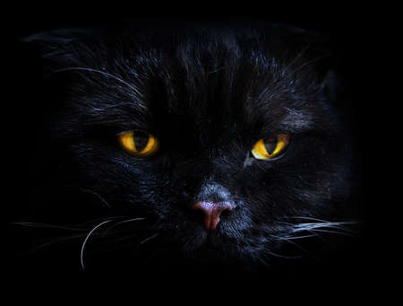 black cat looking him orange eyes on the black backgroundの写真素材