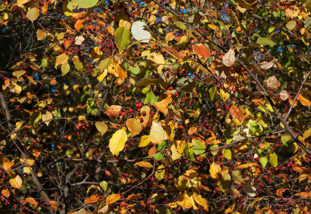 wild apple tree with fruits and yellow leaves in autumn