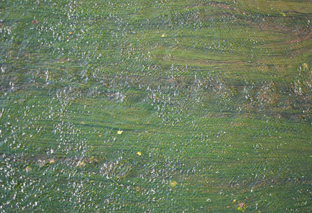 green grass in the river