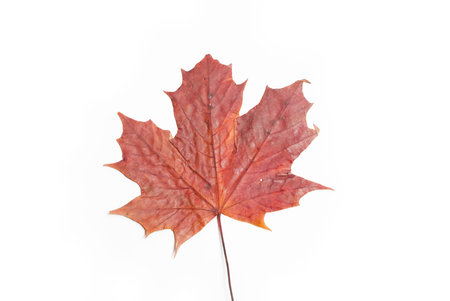 red  maple leaf on the white background