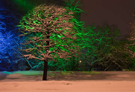 snow-covered trees with color illumination at night in winterの写真素材