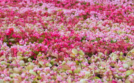 flowerbed with colorful flowers on a sunny day