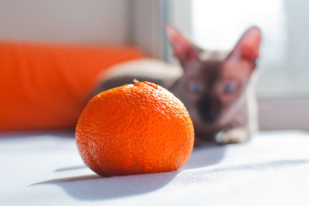 Orange fruit and sphinx cat