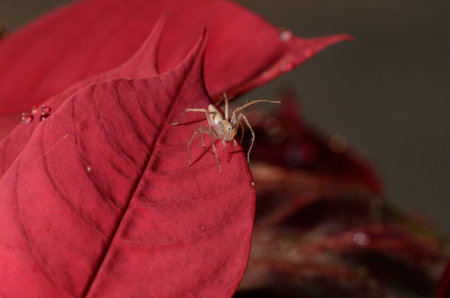 Little spiderの写真素材