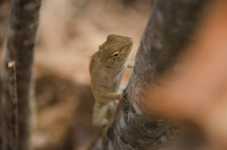 lizard climbing