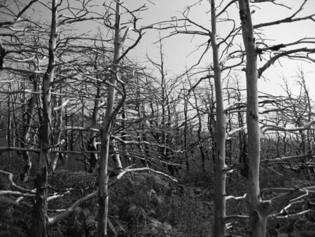 A dead forestの写真素材