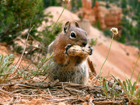 nutcrackerの写真素材