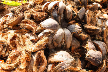 Coconut Coir or Coconut Shell