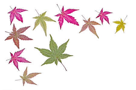 Japanese maple leaves on a white backgroundの写真素材