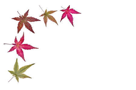 Decoration of Japanese maple leaves on a white backgroundの写真素材
