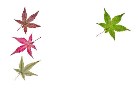 Decoration of Japanese maple leaves on a white backgroundの写真素材