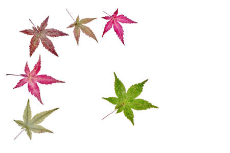 Decoration of Japanese maple leaves on a white backgroundの写真素材