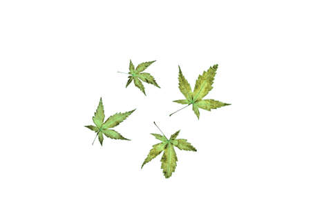 Decoration of Japanese maple leaves on a white backgroundの写真素材