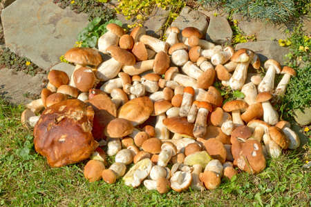 Still life of true fungi, the joy of each mushroomの写真素材