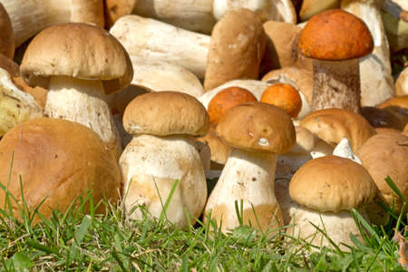 Still life of true fungi, the joy of each mushroomの写真素材