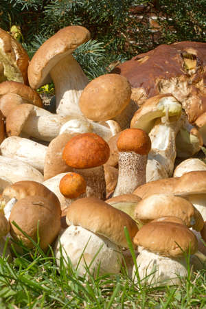 Still life of true fungi, the joy of each mushroomの写真素材