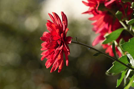 Autumn chrysanthemum, the flower used to decorate graves at Hallowmasの写真素材