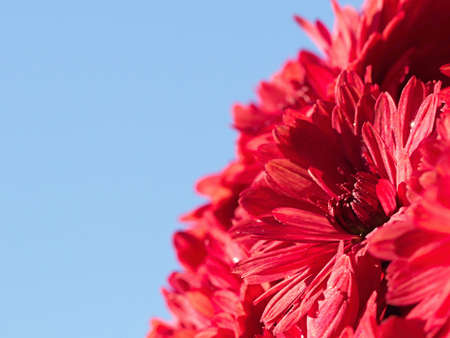 Autumn chrysanthemum, the flower used to decorate graves at Hallowmasの写真素材