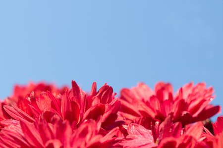 Autumn chrysanthemum, the flower used to decorate graves at Hallowmasの写真素材