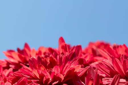 Autumn chrysanthemum, the flower used to decorate graves at Hallowmasの写真素材