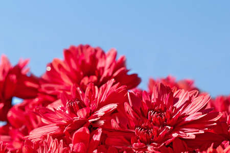 Autumn chrysanthemum, the flower used to decorate graves at Hallowmasの写真素材