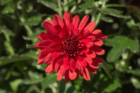 Autumn chrysanthemum, the flower used to decorate graves at Hallowmasの写真素材