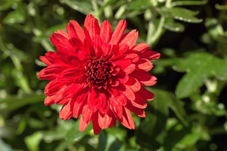 Autumn chrysanthemum, the flower used to decorate graves at Hallowmasの写真素材