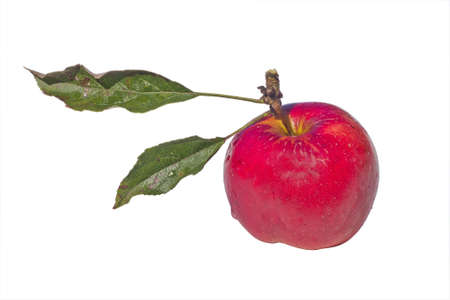 colored apples on the tree, It's autumnの写真素材