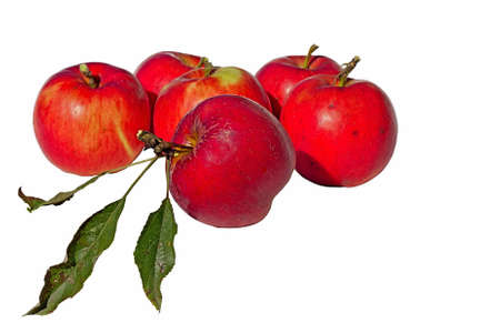 colored apples on the tree, It's autumnの写真素材