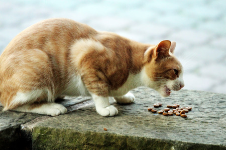 Eating pussyの写真素材