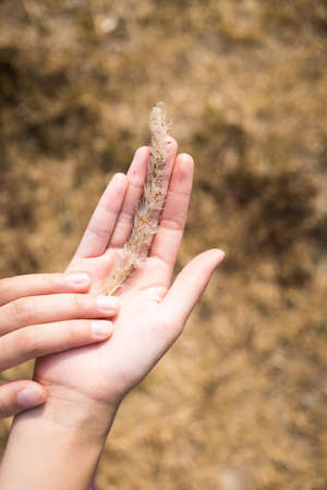 Holding a grass in the palm of your handの写真素材