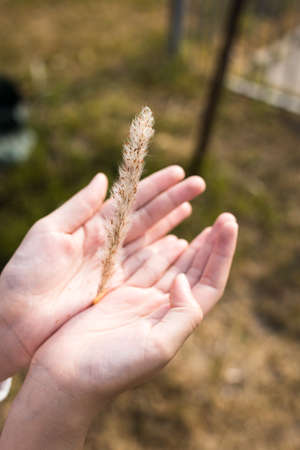 Holding a grass in the palm of your handの写真素材