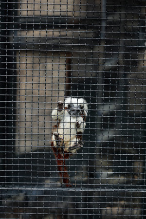 Oriental white-headed tamarin in a cage at the zooの写真素材