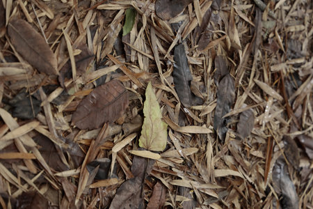 A forest floor covered with dried leaves and bamboo sheaths in various stages of decomposition,...