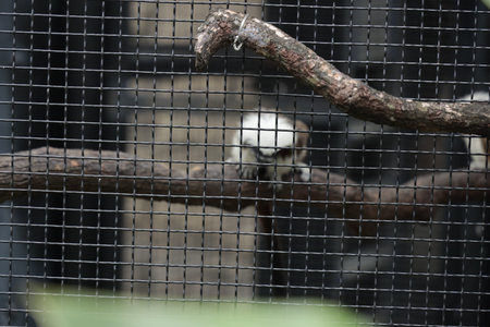 A small primate perches on a branch inside a wire mesh enclosure, highlighting wildlife in...