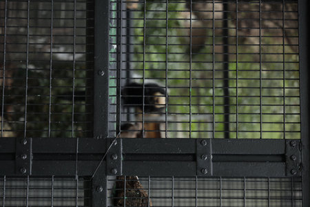 Cage with a monkey in a zoo. Selective focus.