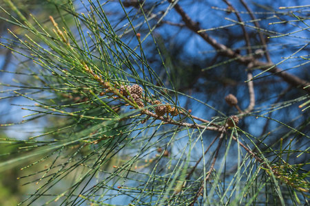 A close-up of a Casuarina pine branch with needle-like leaves and cones, set against a clear blue...