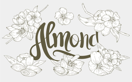 Hand-drawn set of almond blossoms and nuts in a botanical styleのイラスト素材