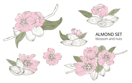 Hand-drawn vector set of almond blossoms and nuts in a botanical vintage styleのイラスト素材