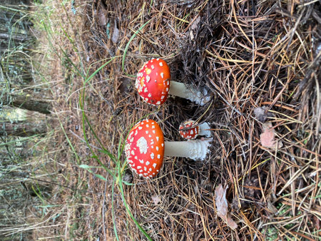 autumn season. amanita muscaria mushroom in autumn forest. Fly agaric, wild poisonous red mushrooms. Toxic and hallucinogen mushroom in grass on autumn forest background.の写真素材